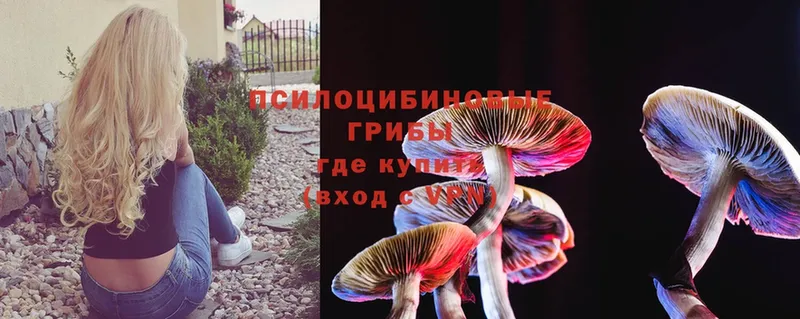 наркошоп  Кудрово  Галлюциногенные грибы Cubensis 